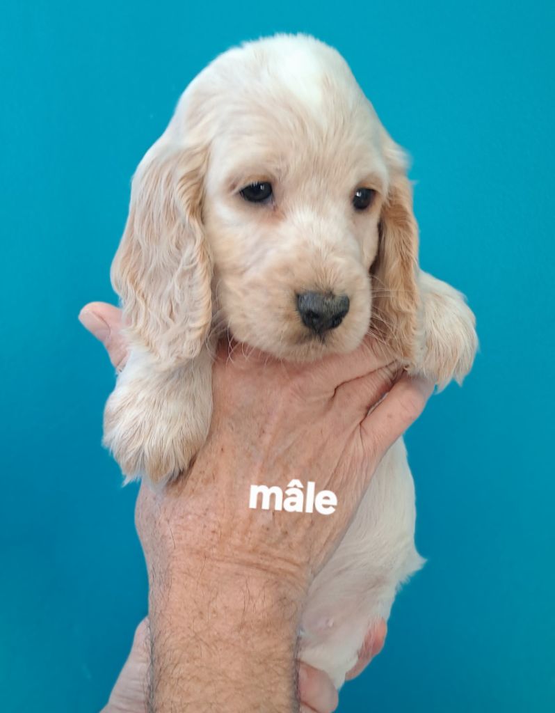 Du Domaine De Mafleurio - Chiots disponibles - Cocker Spaniel Anglais