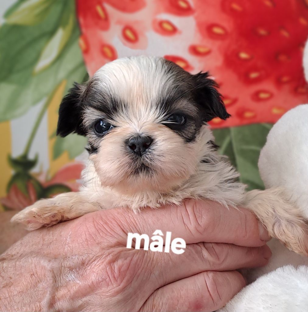 Du Domaine De Mafleurio - Chiots disponibles - Shih Tzu