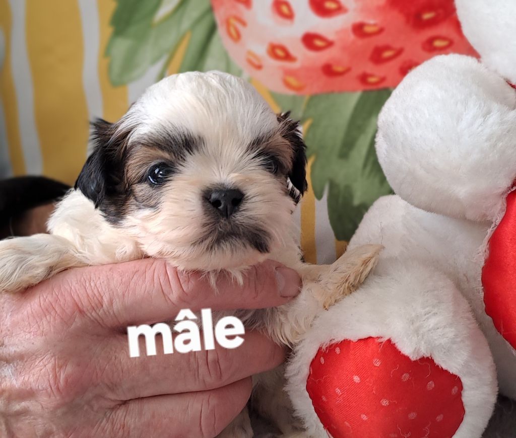 Du Domaine De Mafleurio - Chiots disponibles - Shih Tzu